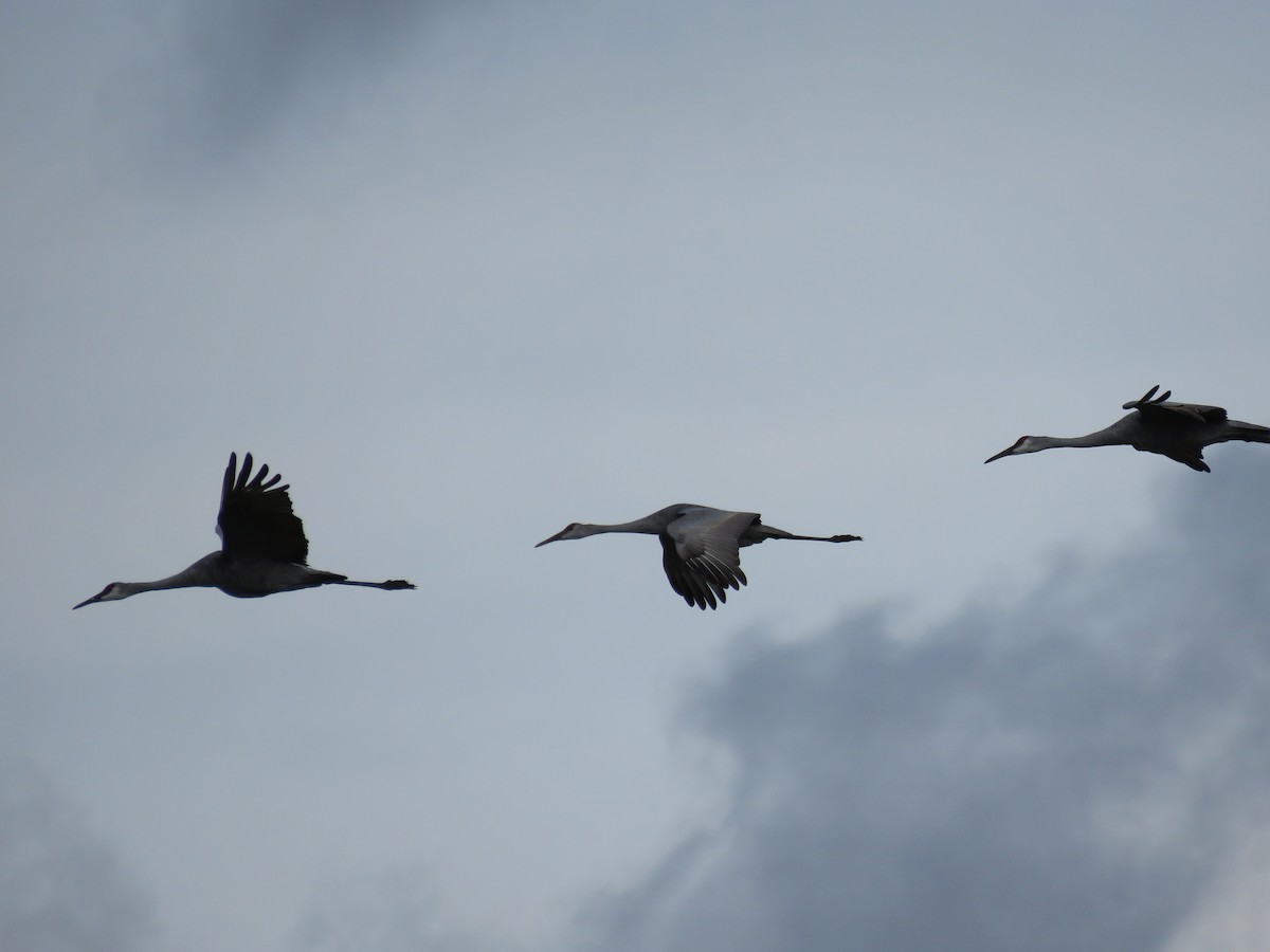 Sandhill Crane - ML376877751