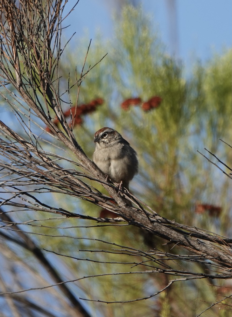 Rufous-crowned Sparrow - ML376877771