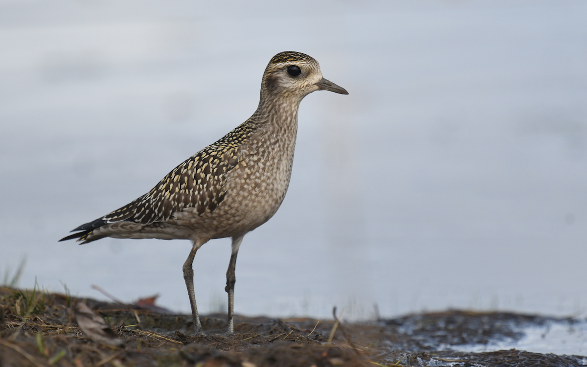 American Golden-Plover - ML376877851