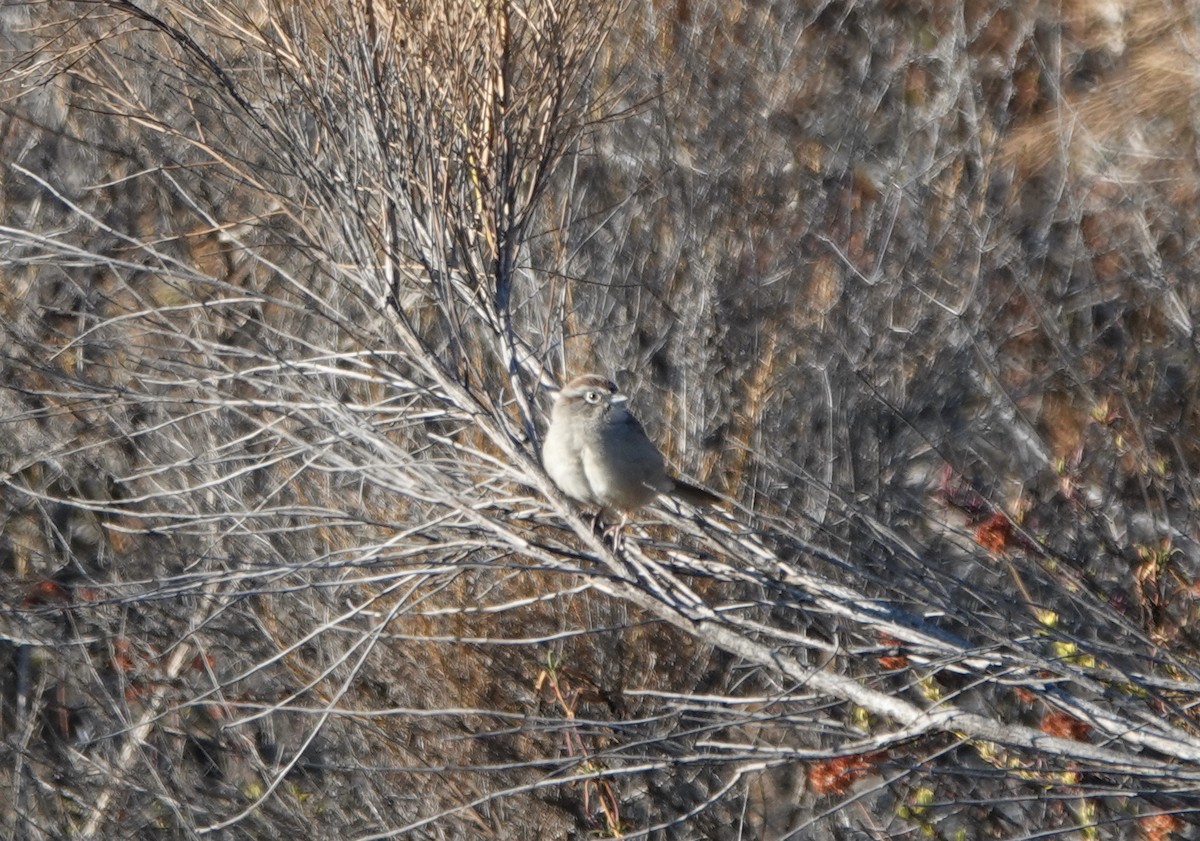 Rufous-crowned Sparrow - ML376877921