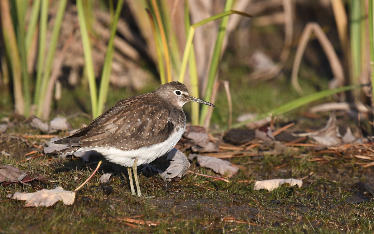 Solitary Sandpiper - eric masterson