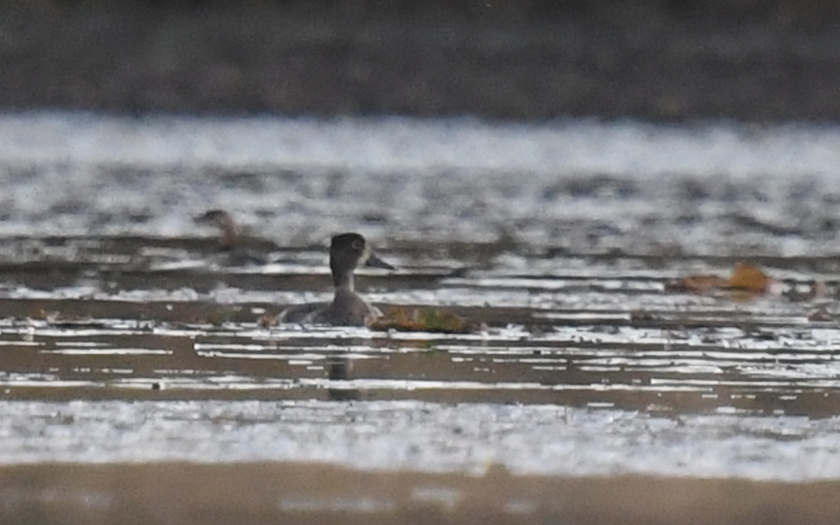 Ring-necked Duck - eric masterson