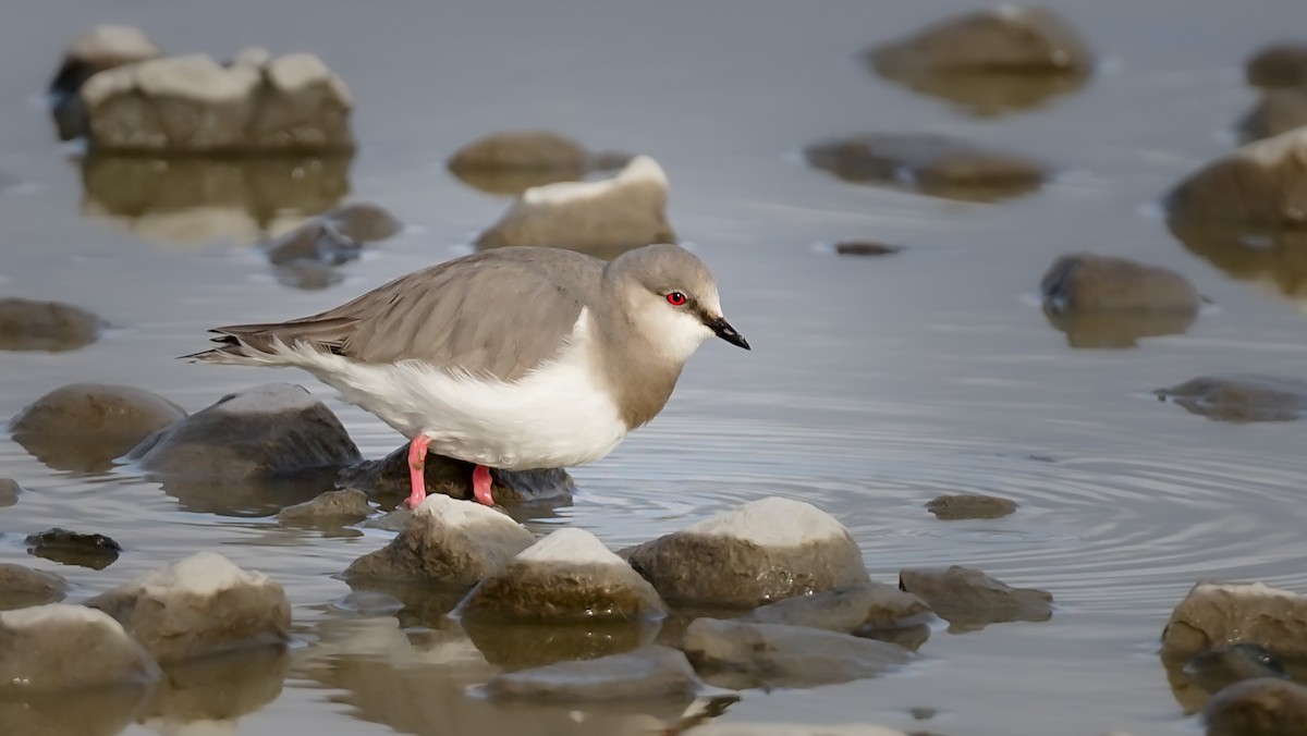 Magellanic Plover - Cristofer De la Rivera Morales