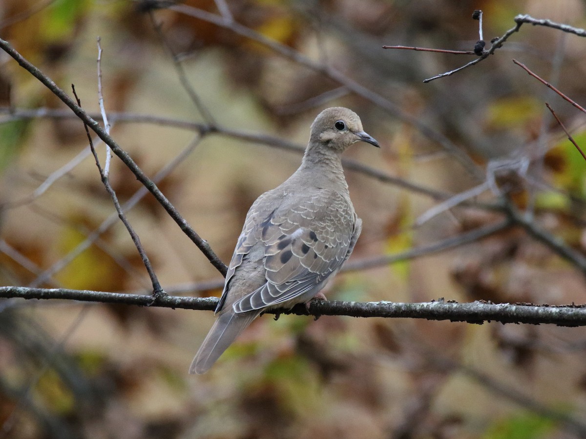 Mourning Dove - ML376881131