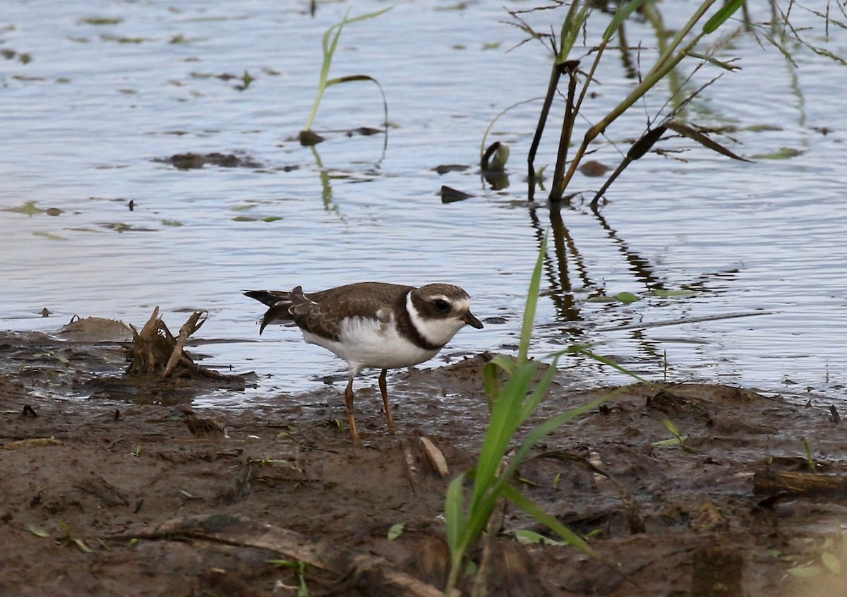 Semipalmated Plover - ML376881901
