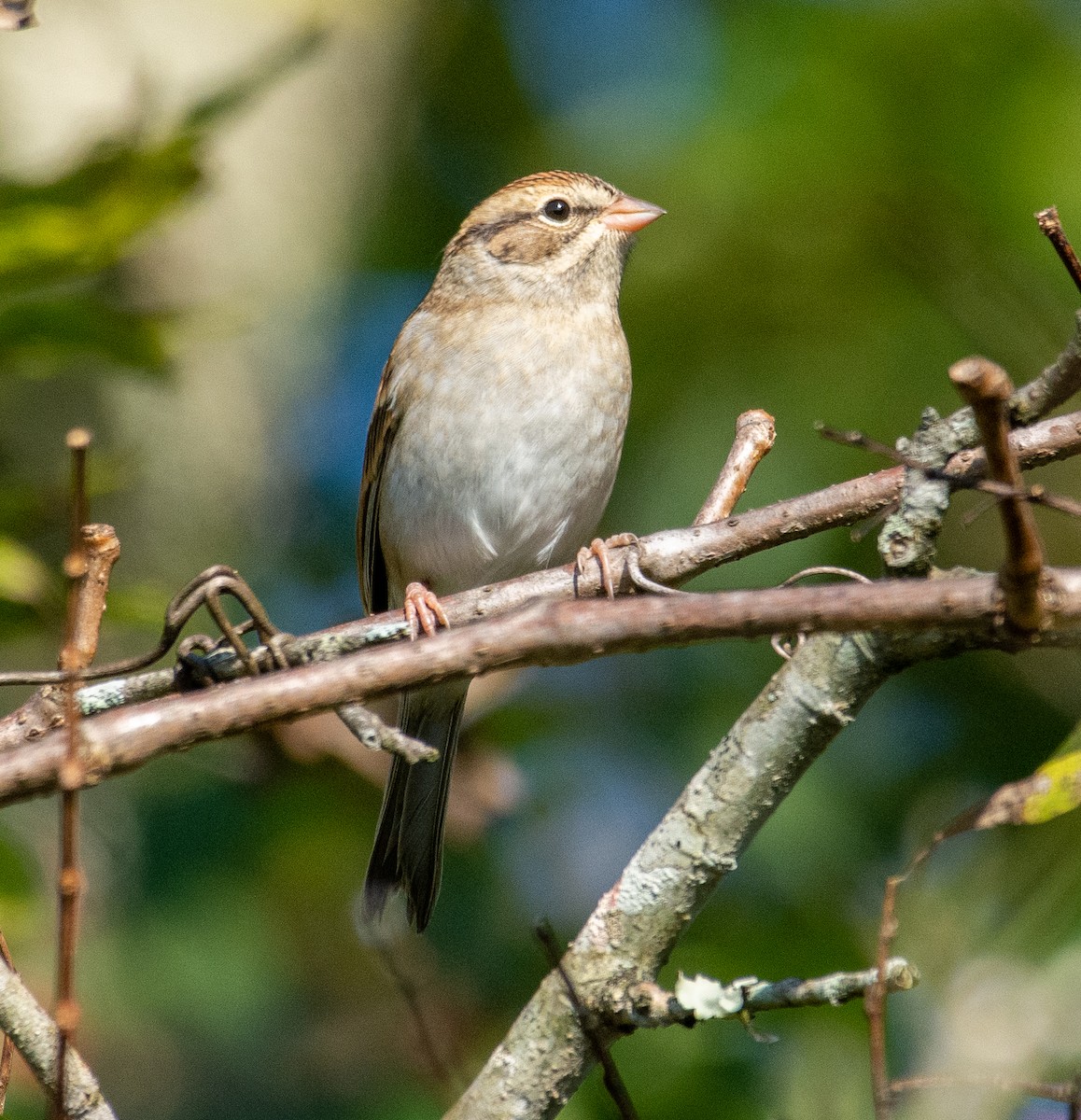 Chipping Sparrow - ML376882211