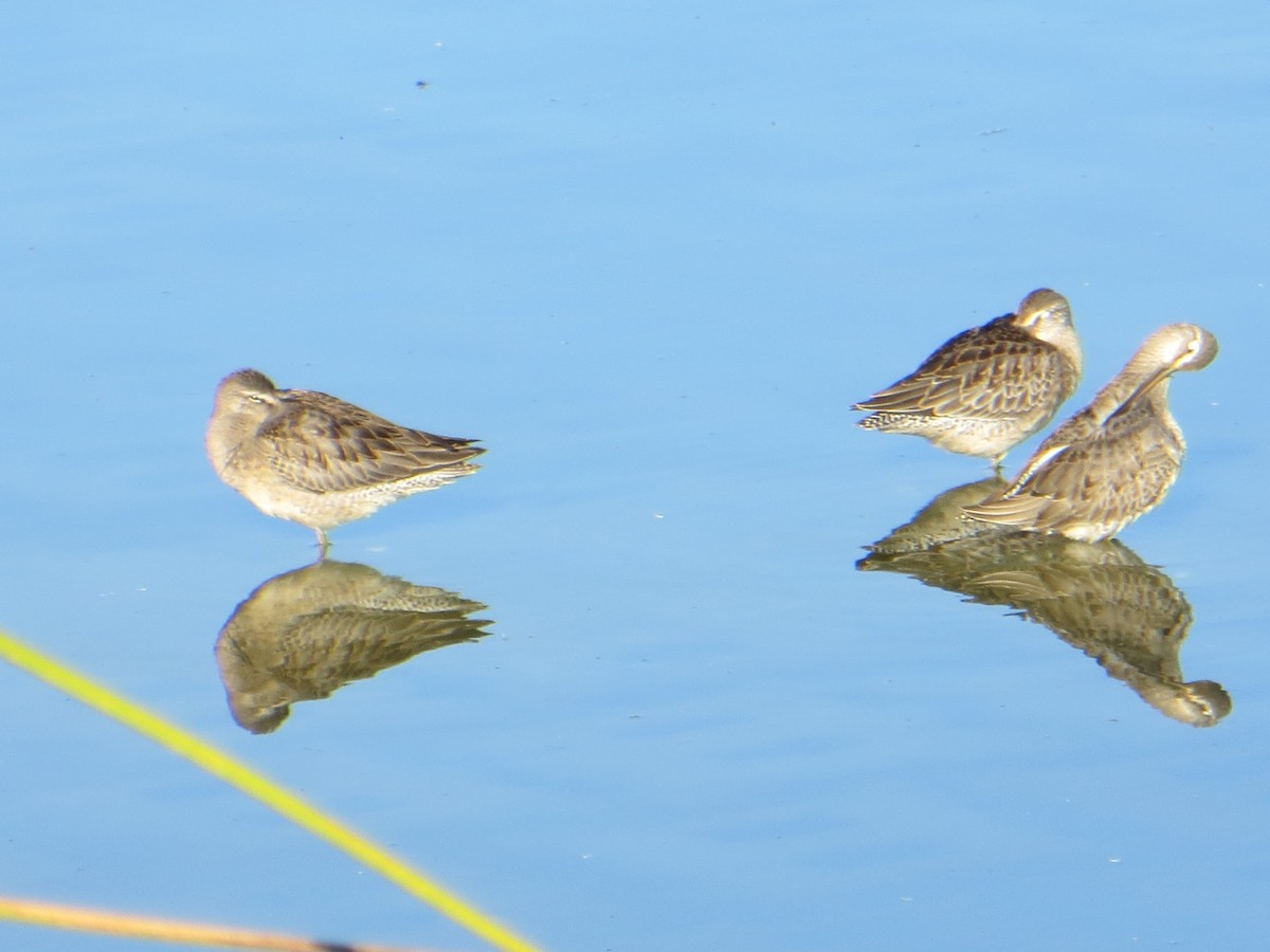 Long-billed Dowitcher - ML376882671