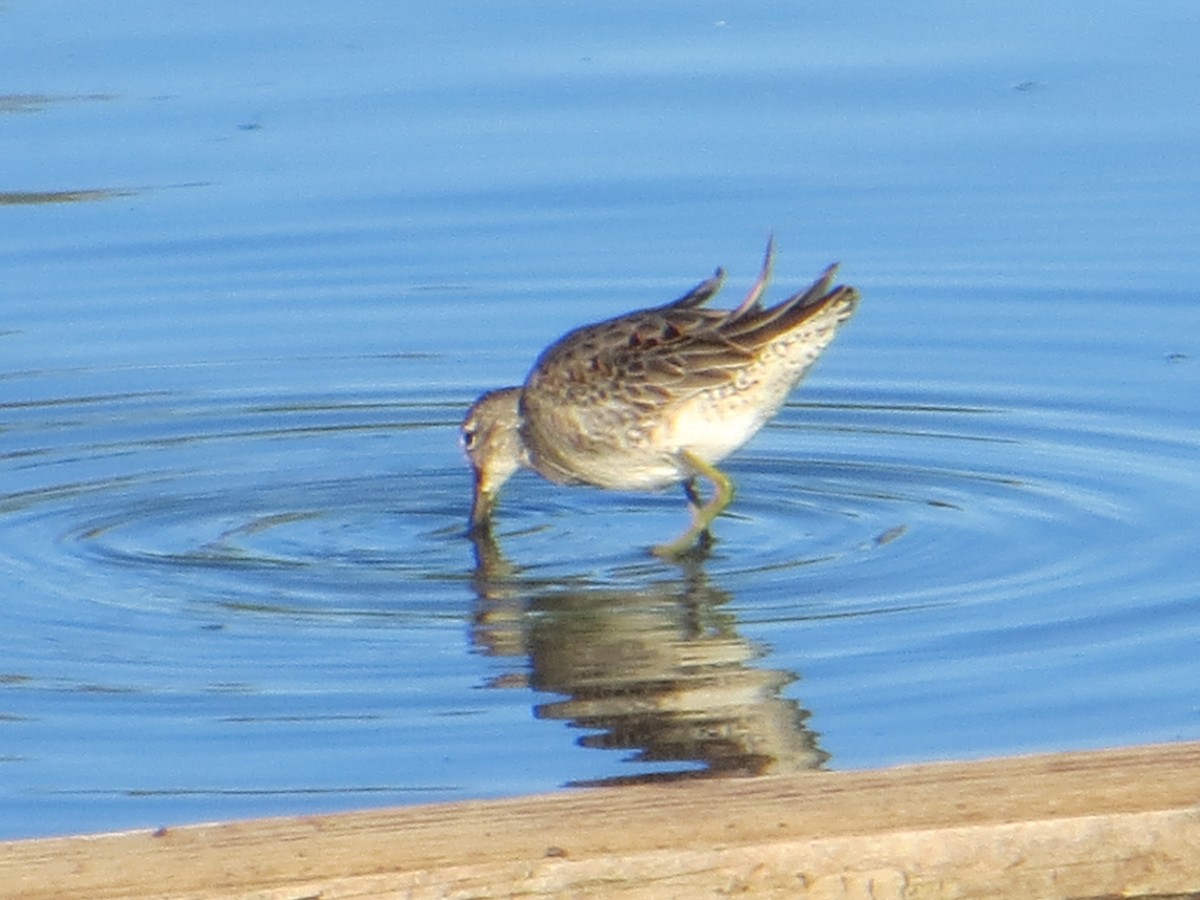 Long-billed Dowitcher - ML376882691