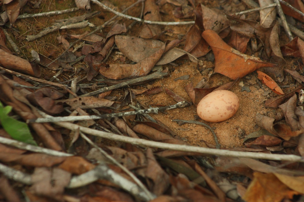 Large-tailed Nightjar - ML376882751