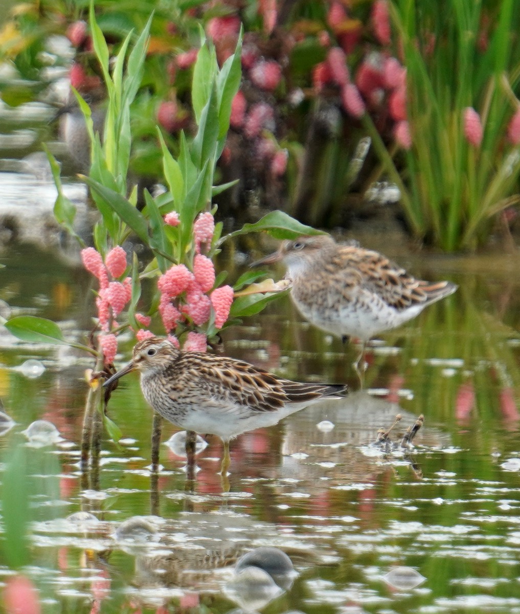 Pectoral Sandpiper - ML376883571