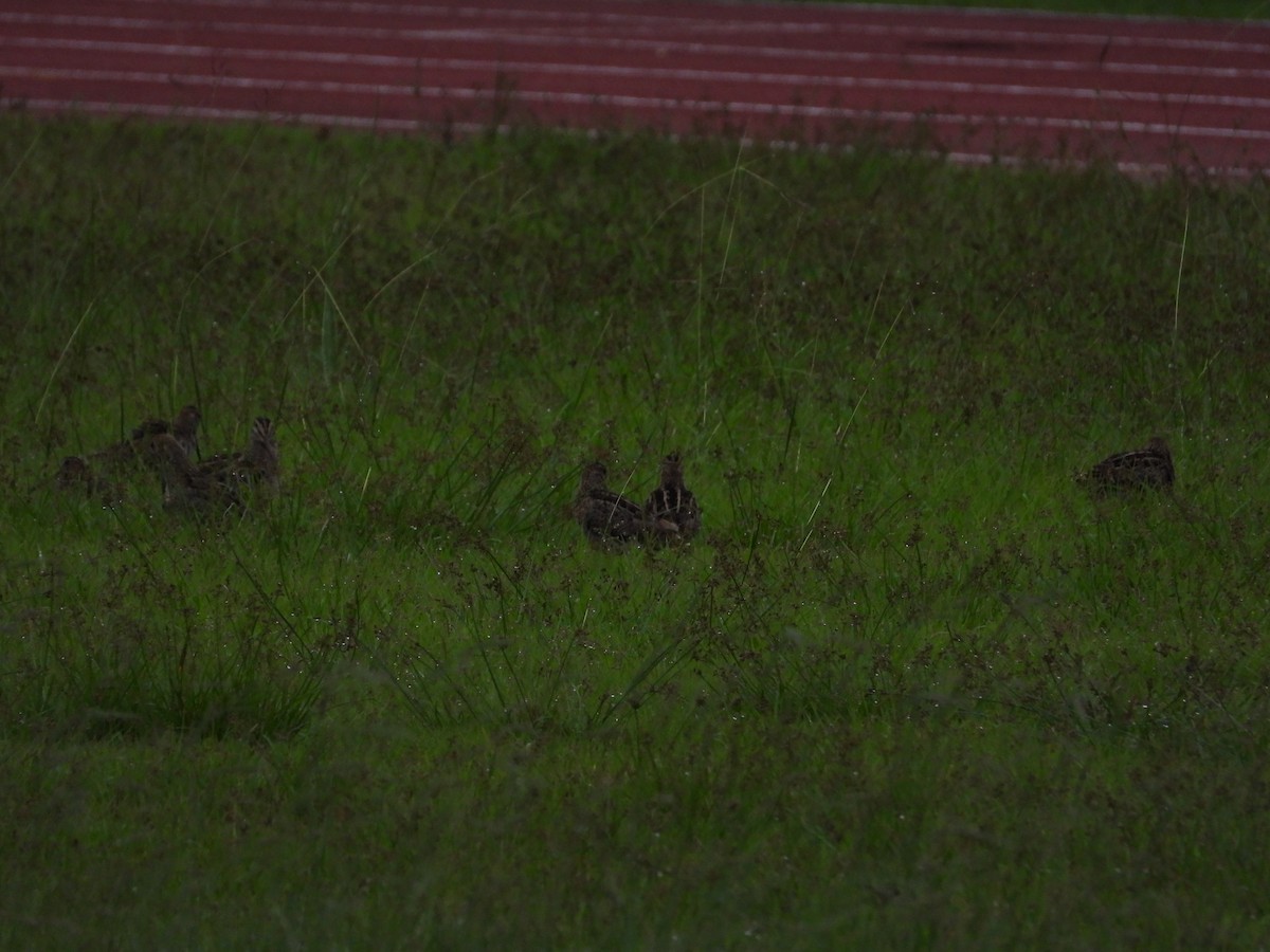 Swinhoe's Snipe - ML376884401