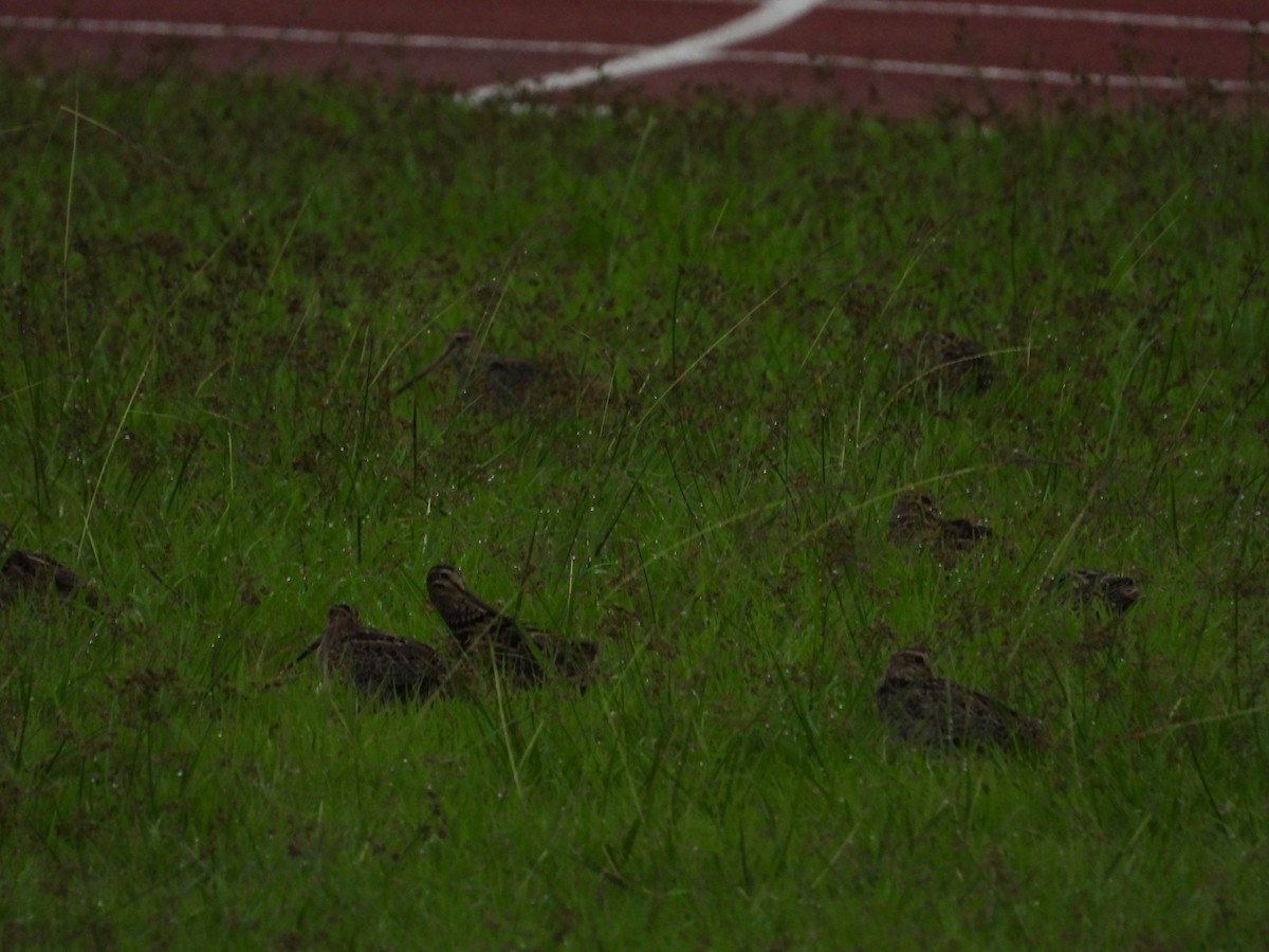 Swinhoe's Snipe - Milang Eberdong