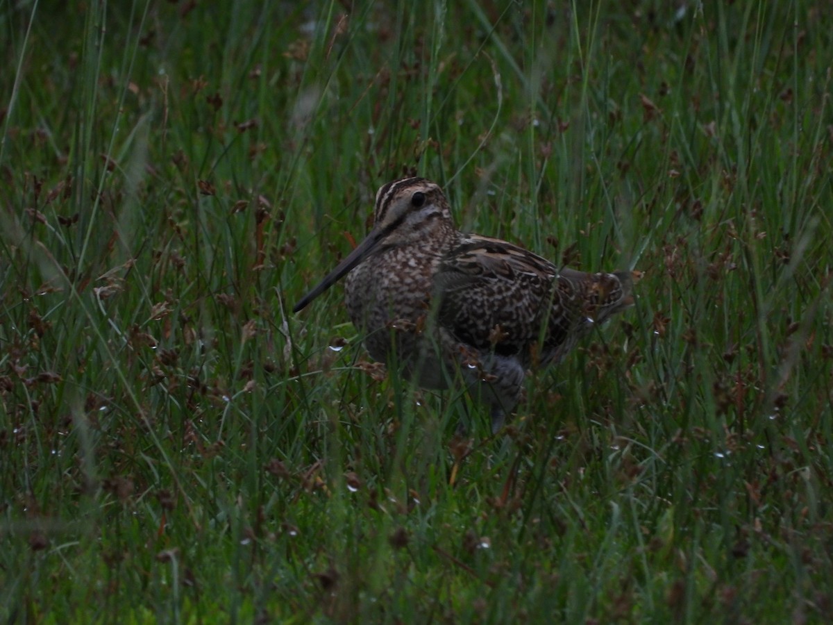 Swinhoe's Snipe - ML376884481