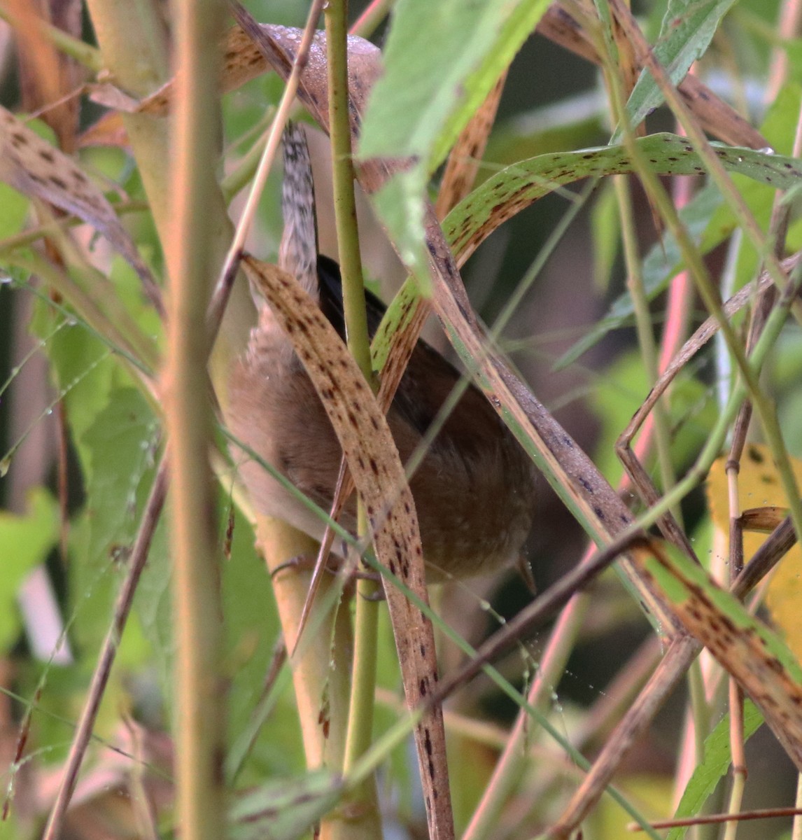 Marsh Wren - ML376886601