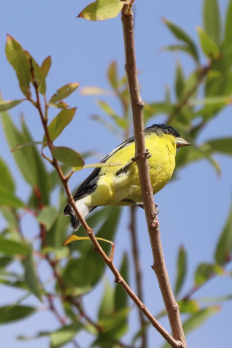 Lesser Goldfinch - ML376887061