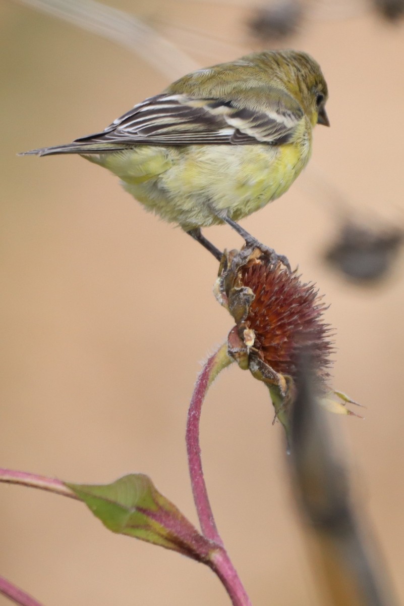 Lesser Goldfinch - ML376887071