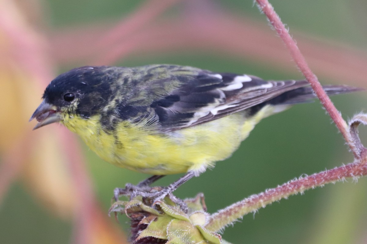 Lesser Goldfinch - ML376887081