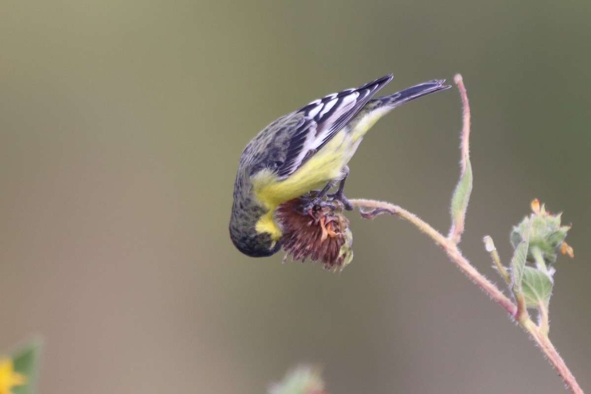 Lesser Goldfinch - ML376887101