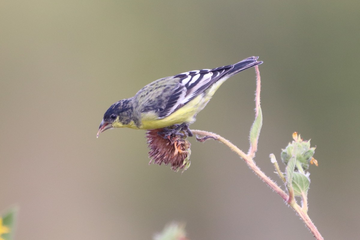 Lesser Goldfinch - ML376887111