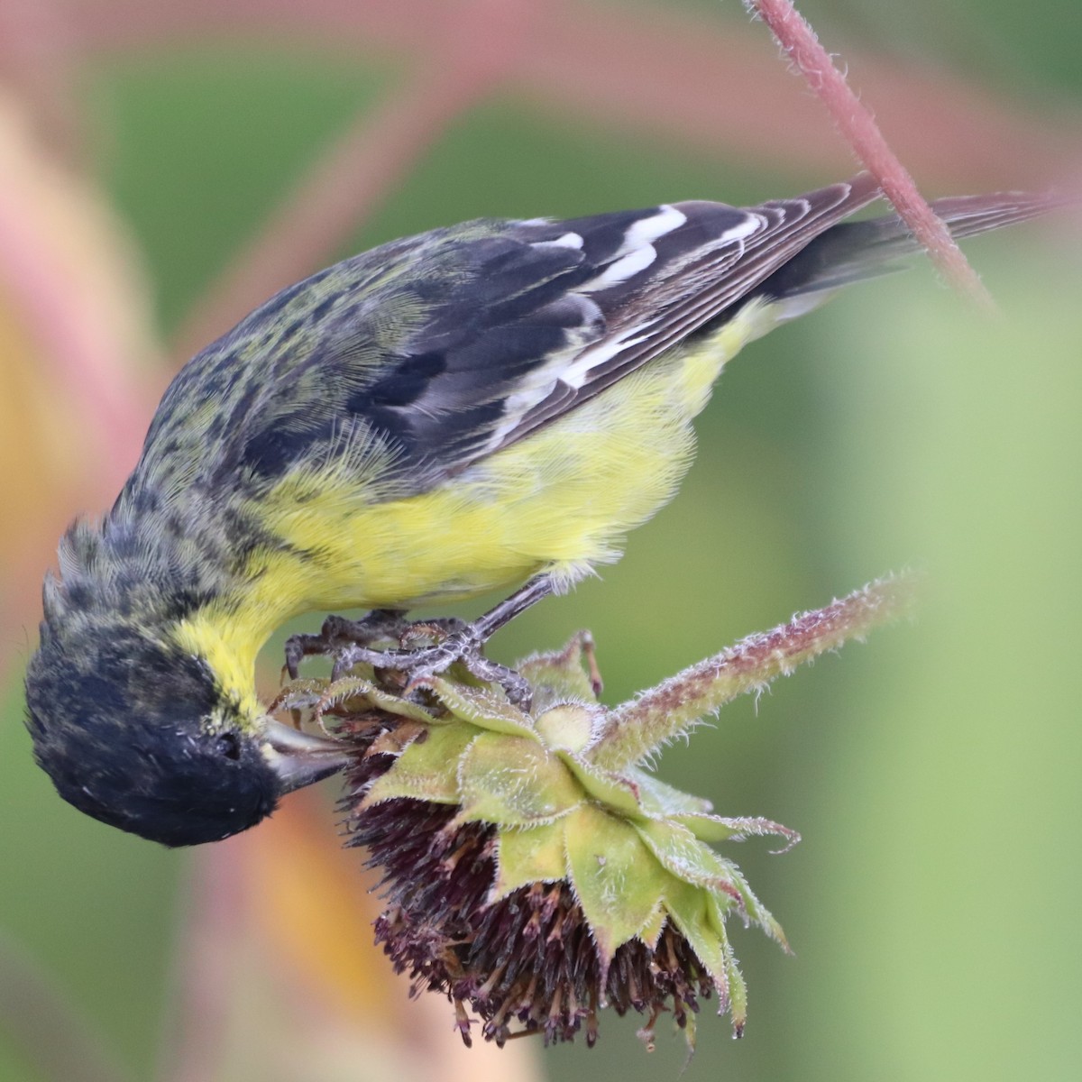 Lesser Goldfinch - ML376887151