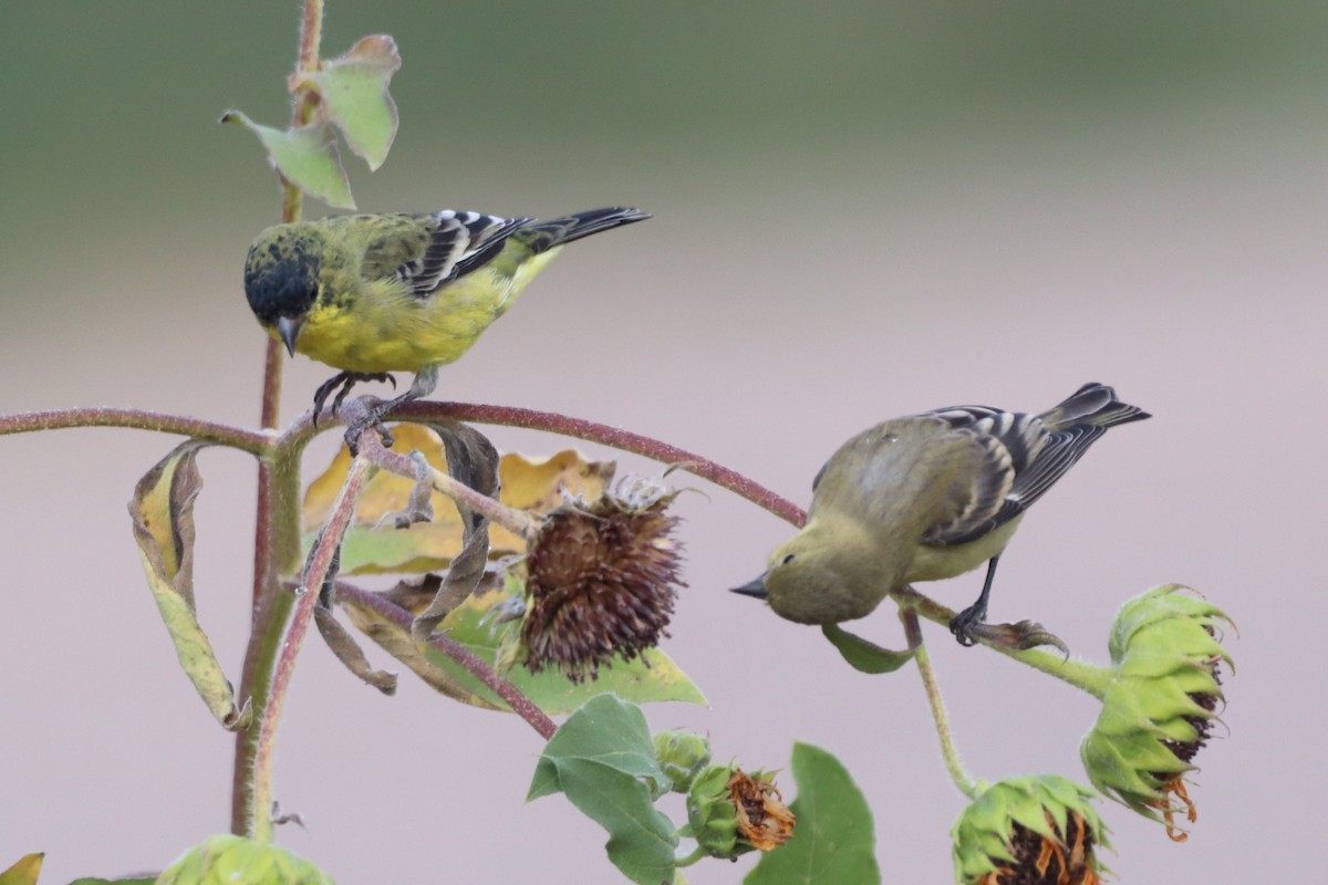 Lesser Goldfinch - ML376887161