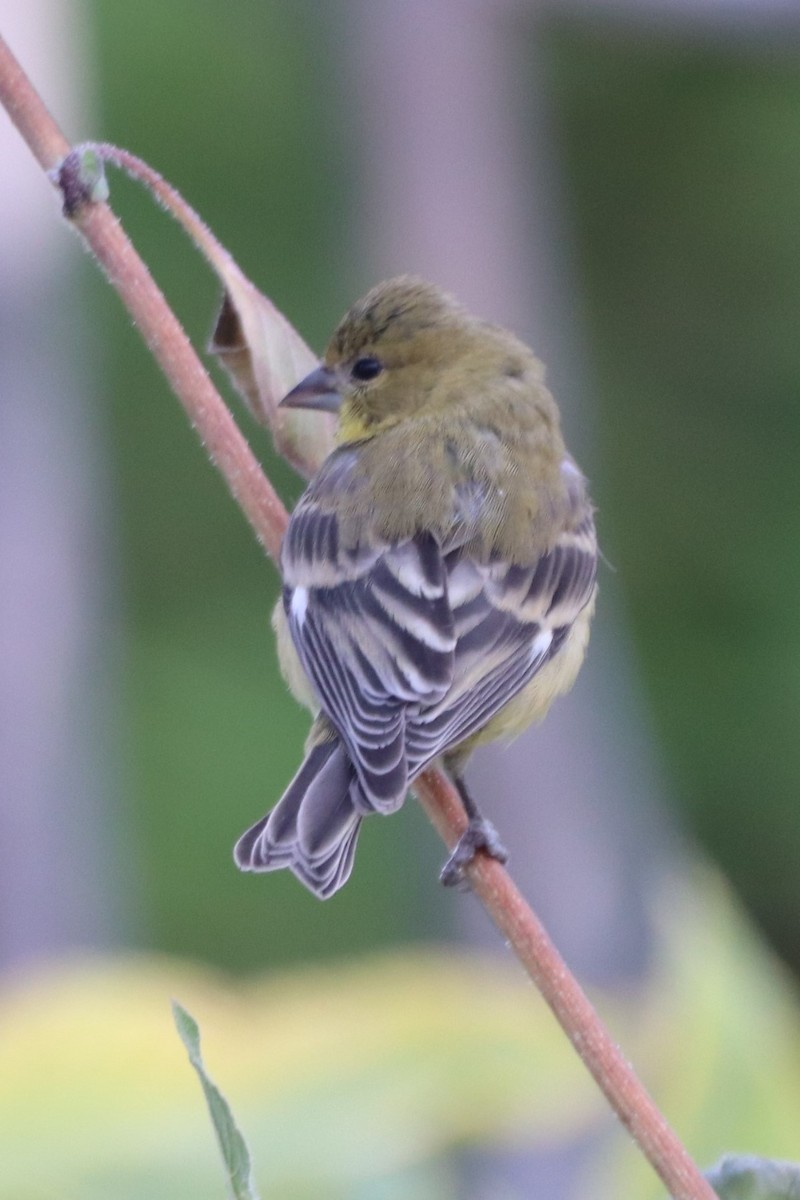 Lesser Goldfinch - ML376887371