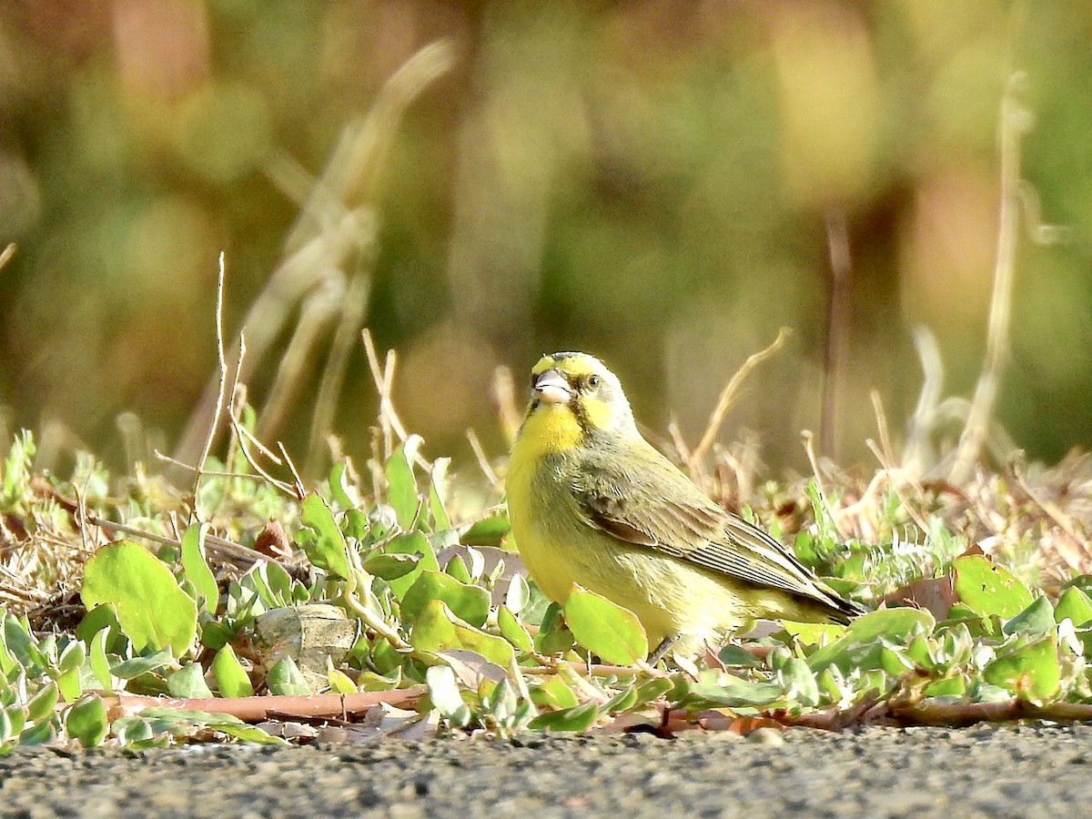 Yellow-fronted Canary - ML376887831