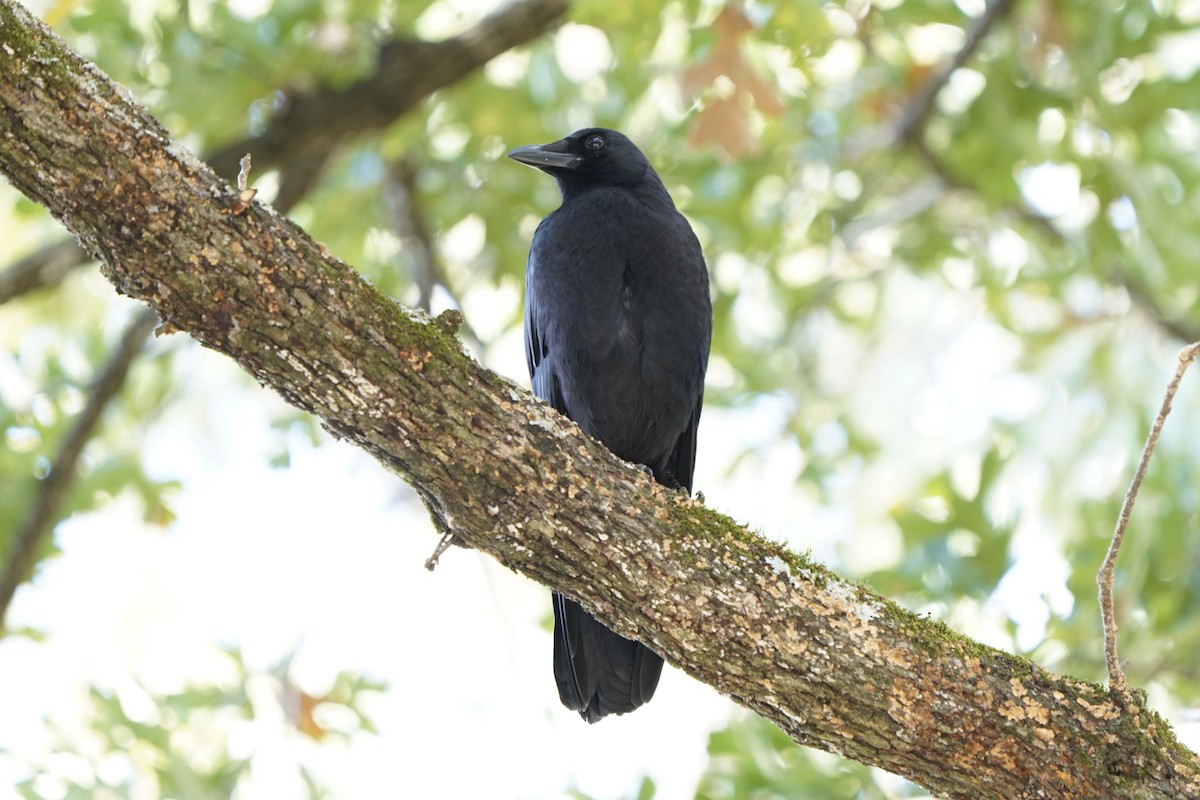 American Crow - ML376887921