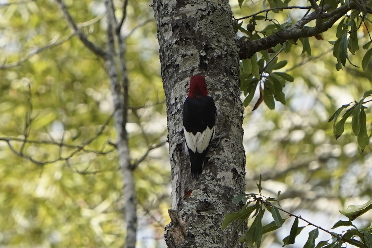 Red-headed Woodpecker - ML376887951