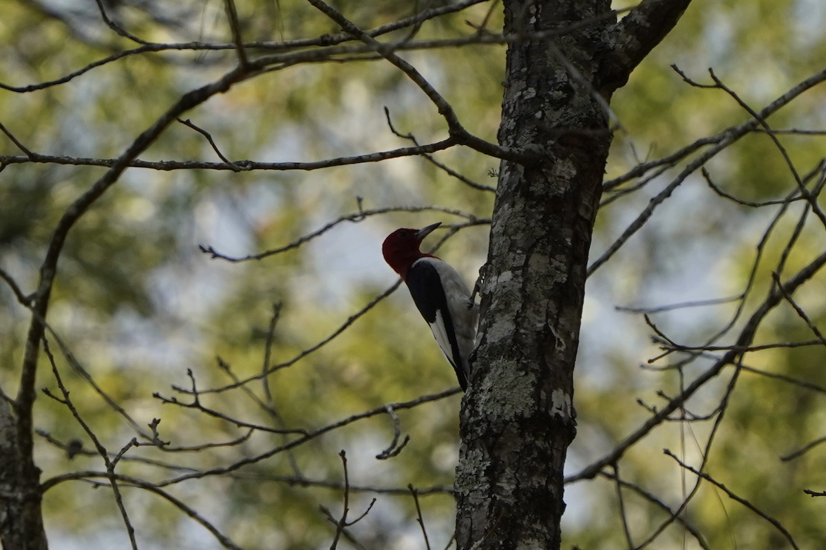 Red-headed Woodpecker - ML376887961