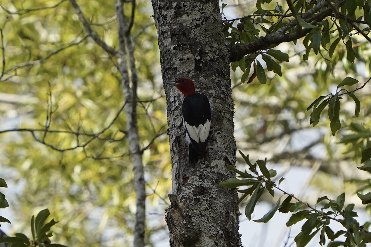 Red-headed Woodpecker - ML376887981