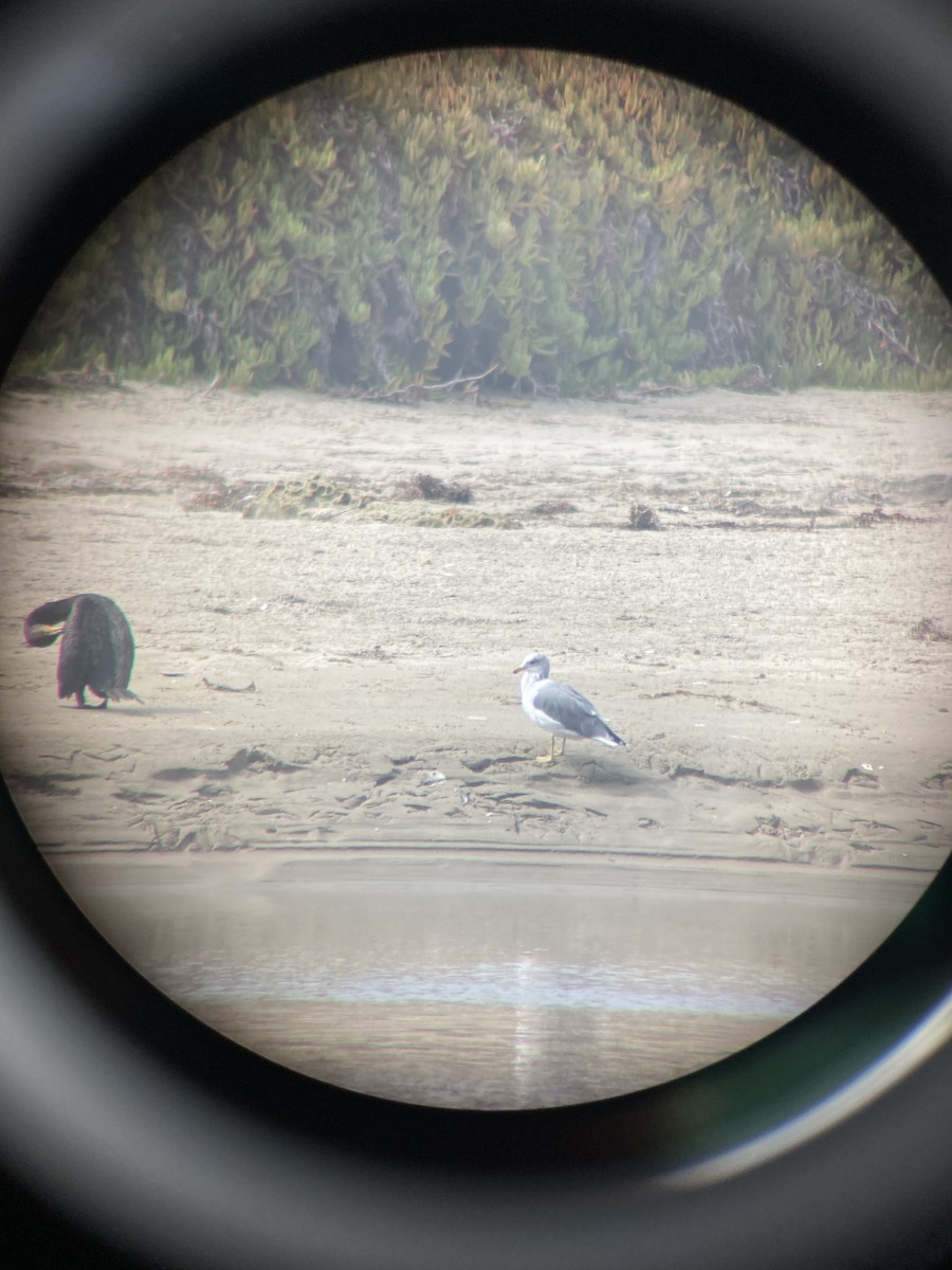 California Gull - ML376888061