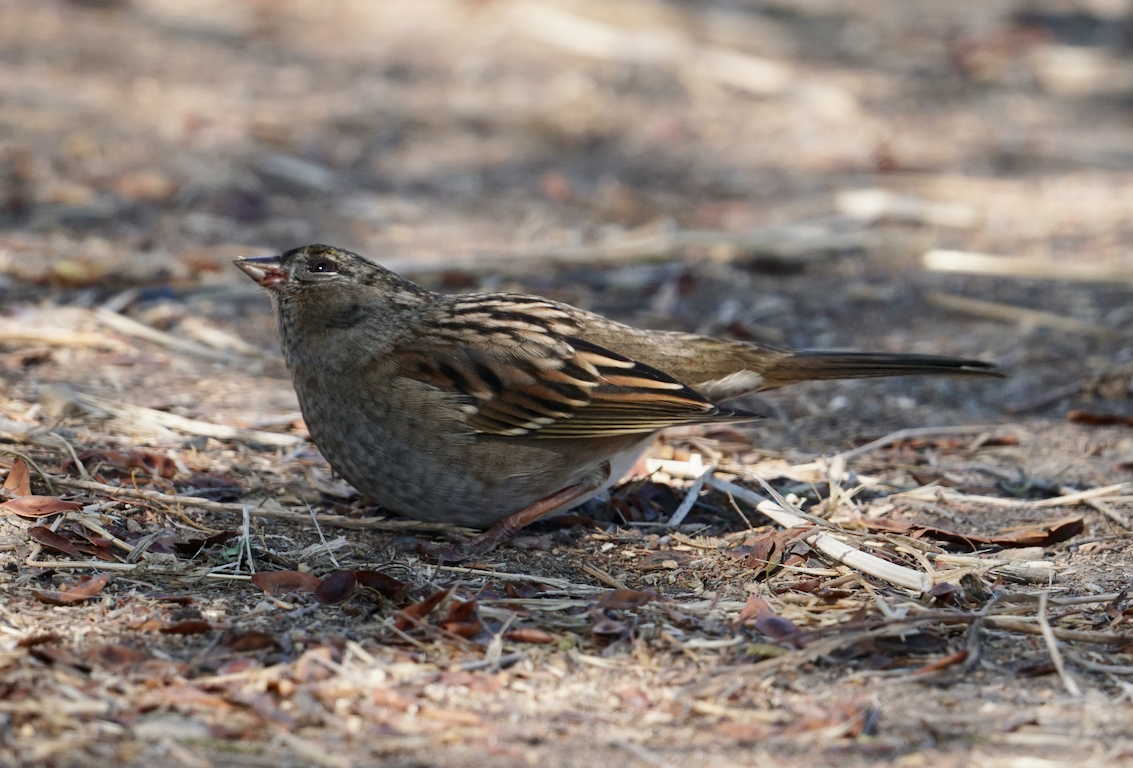 Golden-crowned Sparrow - ML376888281