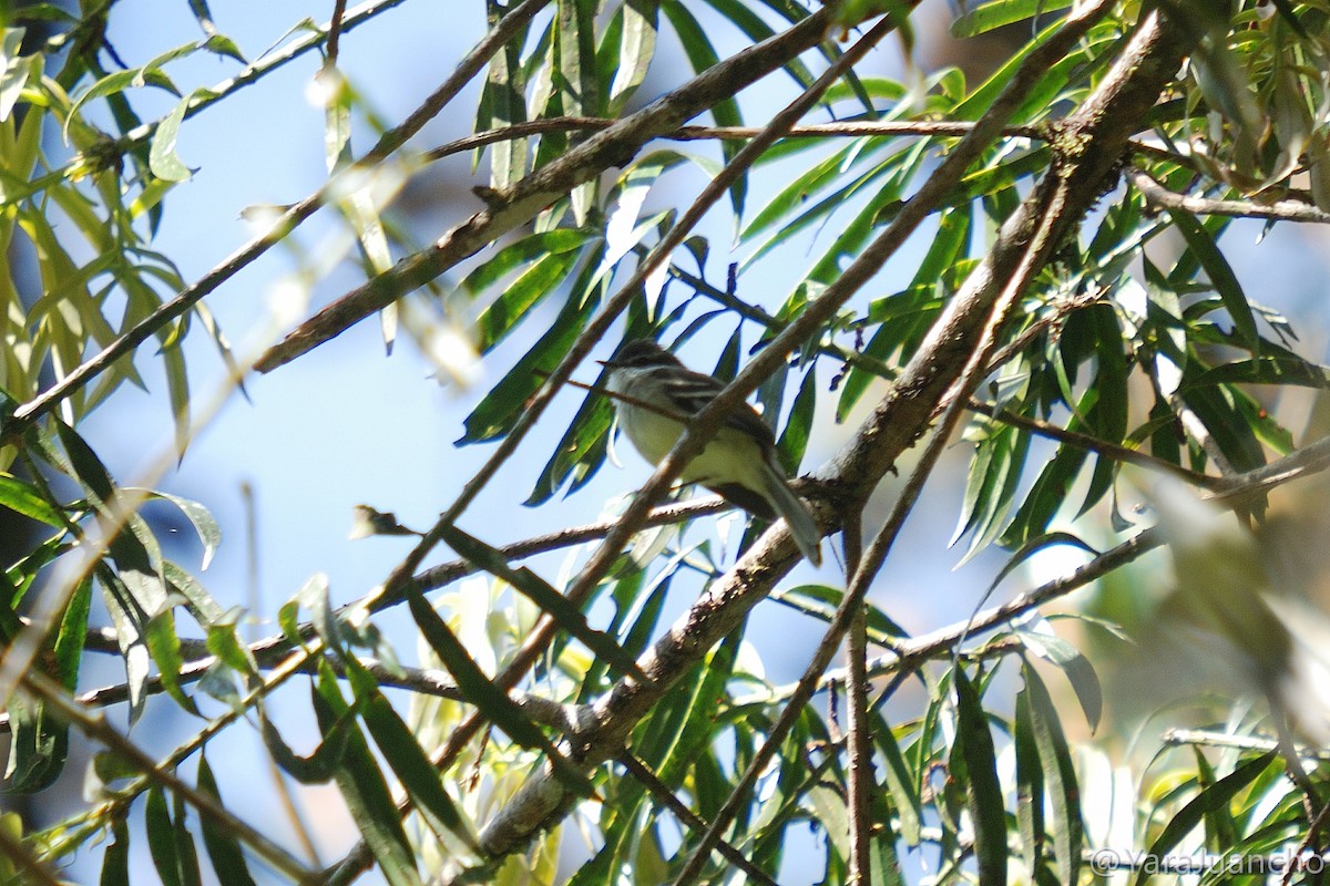 White-throated Tyrannulet - ML376888581