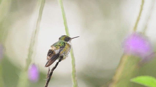 Black-crested Coquette - ML376888801