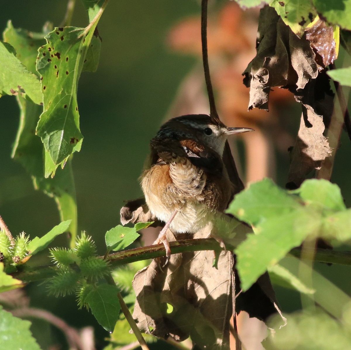 Marsh Wren - ML376889821