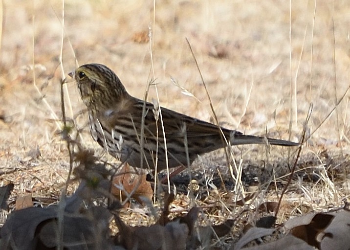 Chingolo Sabanero - ML376891931