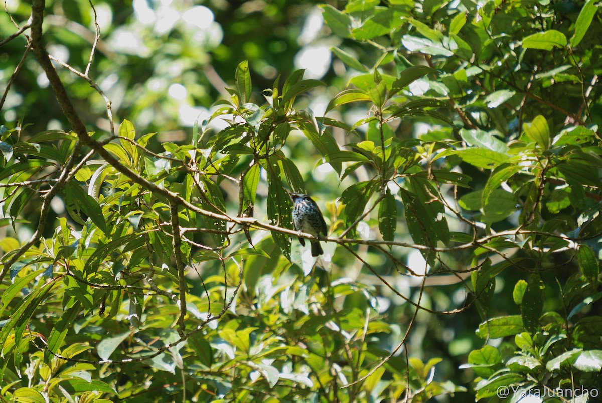 Beryl-spangled Tanager - ML376893111