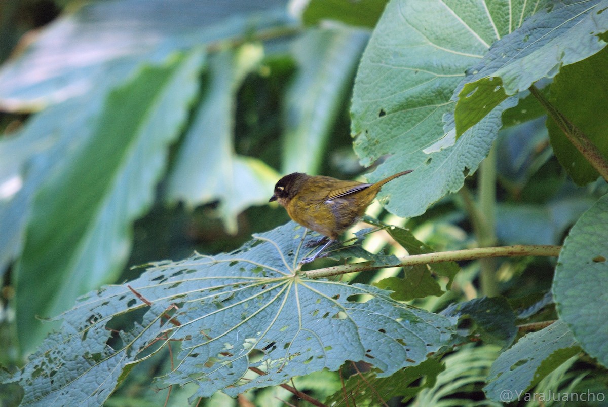 Common Chlorospingus - ML376893461