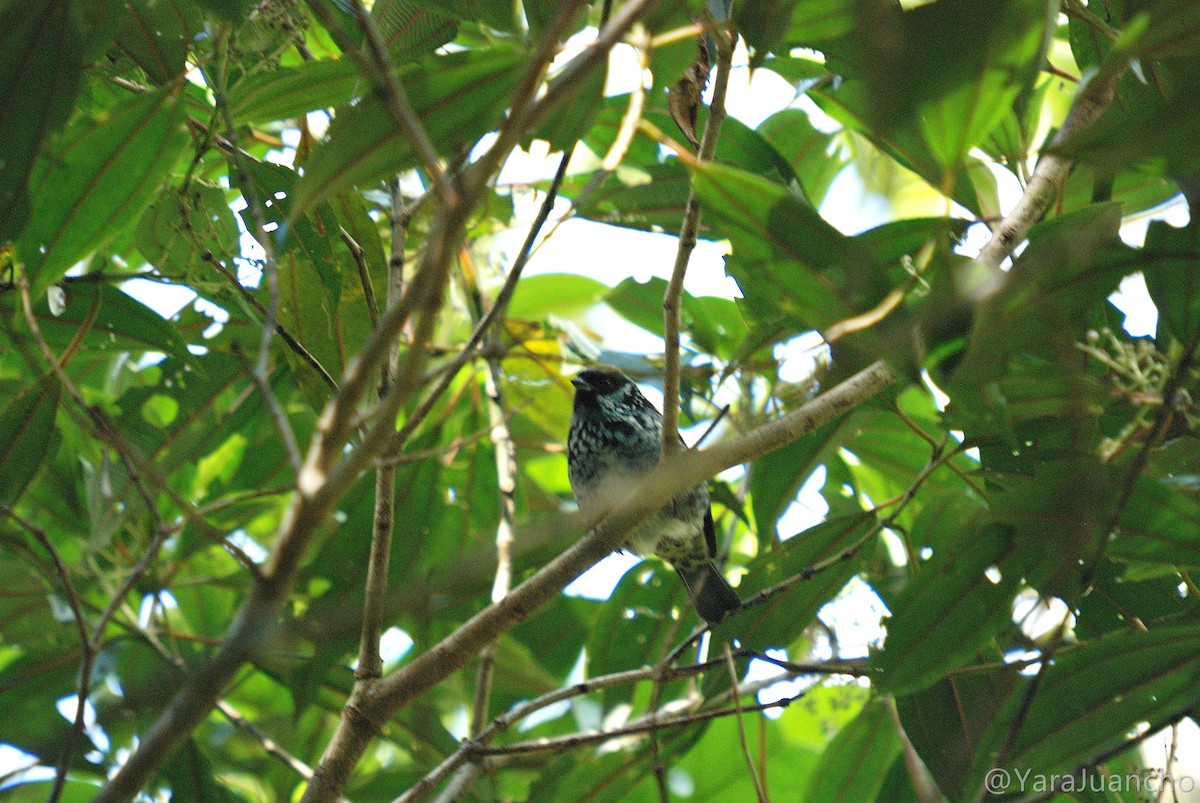 Beryl-spangled Tanager - ML376893901