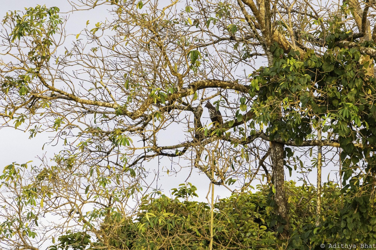 Águila Variable - ML376894291