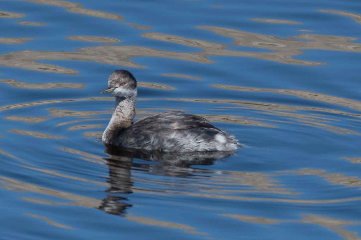 Horned/Eared Grebe - James McNamara