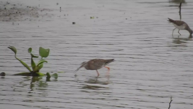 Spotted Redshank - ML376895381