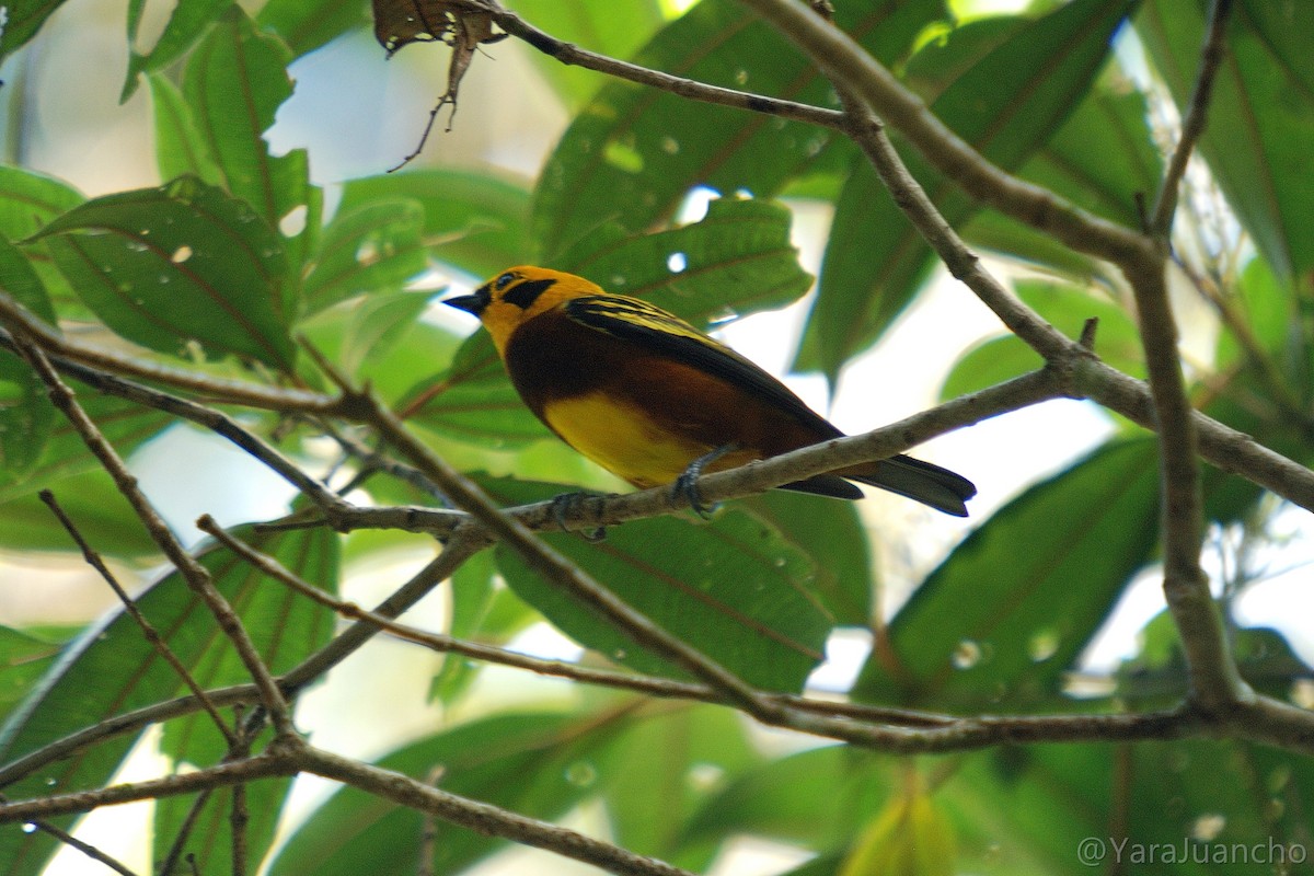 Golden Tanager - ML376895441