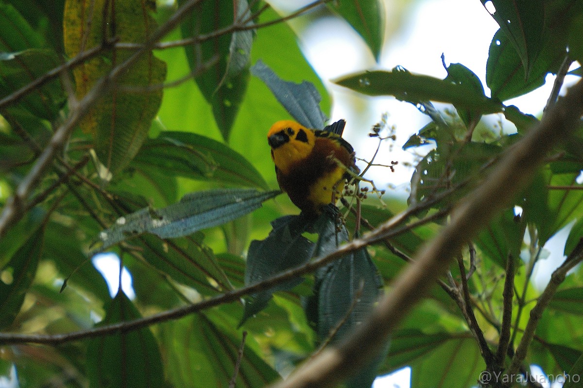 Golden Tanager - ML376895501