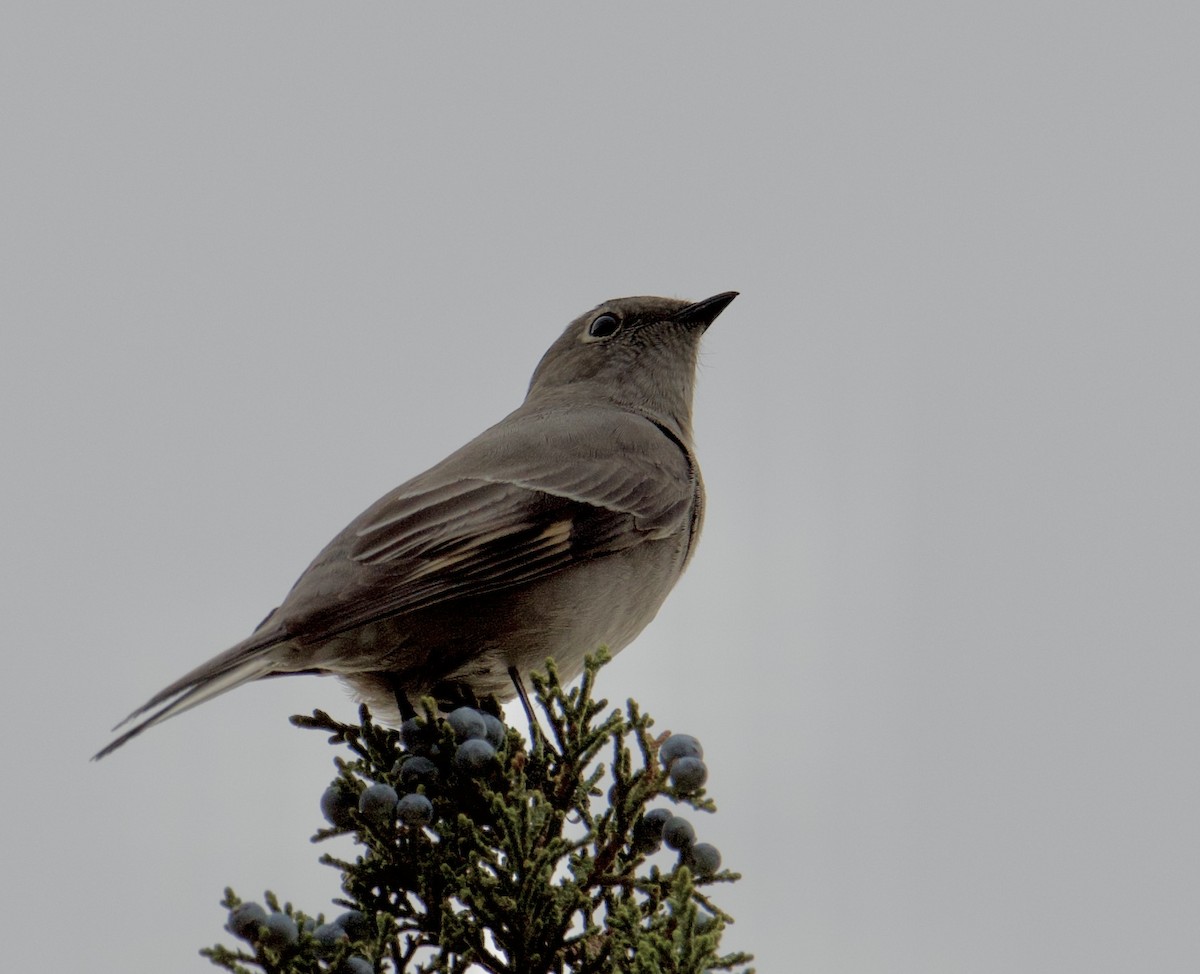 Townsend's Solitaire - ML376896611