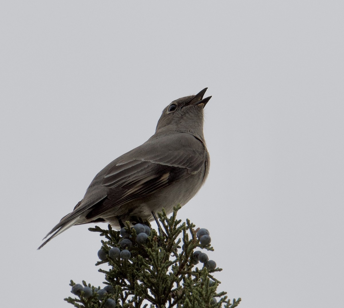 Townsend's Solitaire - ML376896621