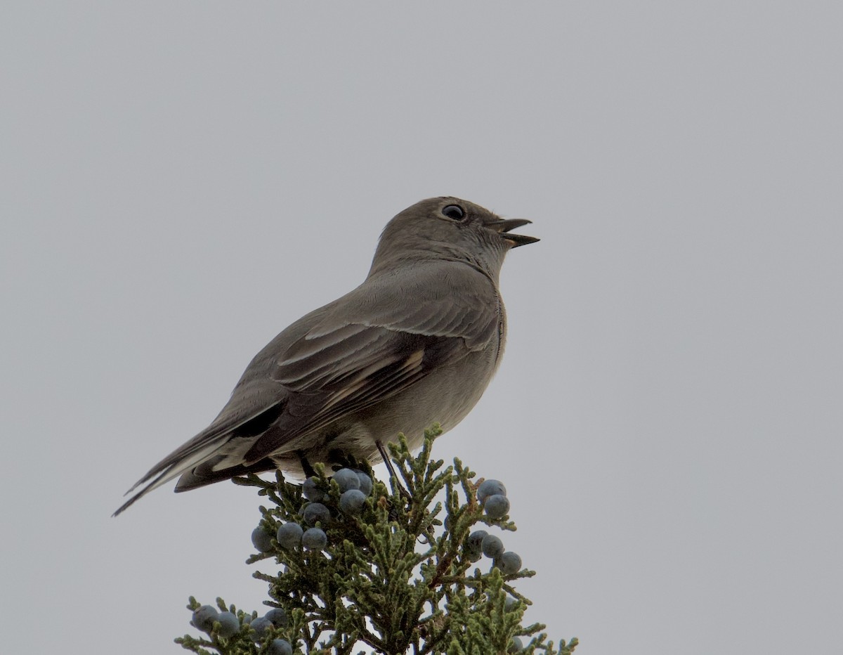 Townsend's Solitaire - ML376896631