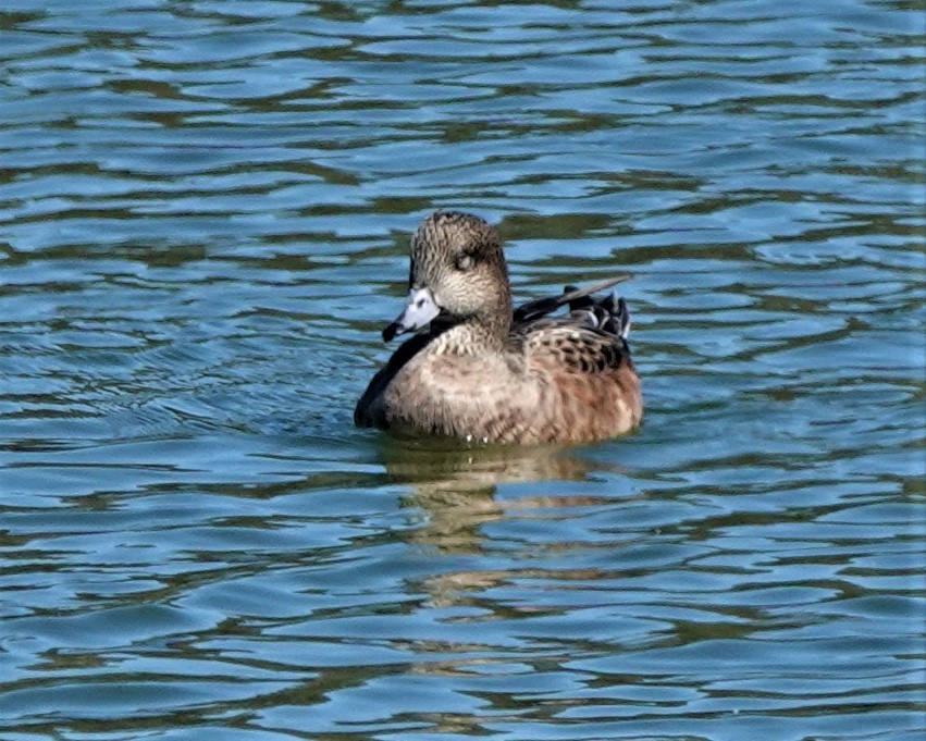 American Wigeon - Richard Block