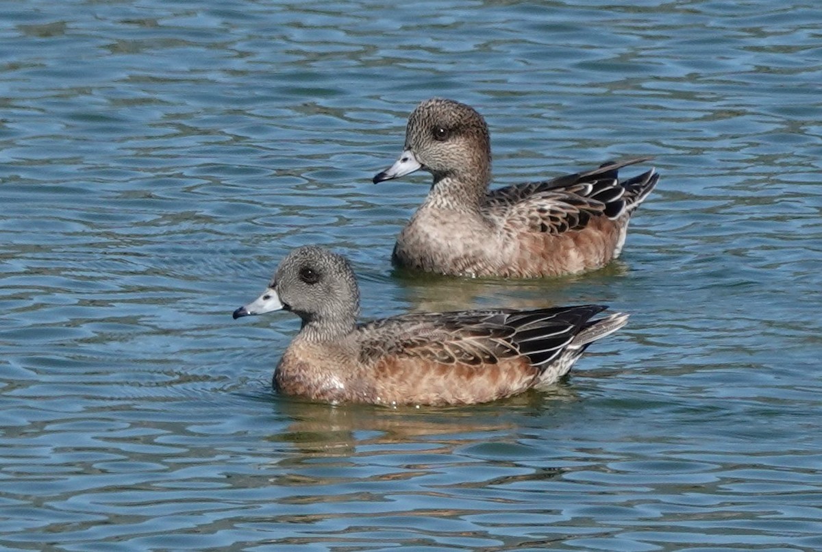 American Wigeon - Richard Block